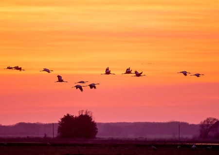 Cranes (Grus grus) flying in front of a bright orange sky at sunset, Dümmer nature park Park, Lower