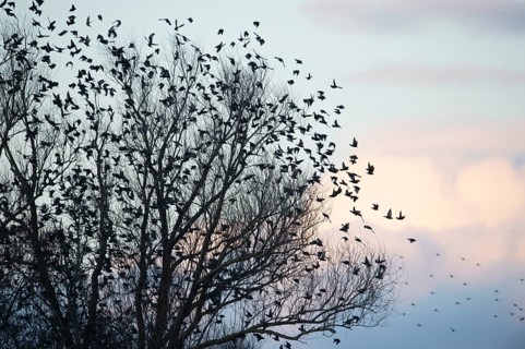 Large flock of starlings (Sturnus vulgaris) flying from a tree into the pastel evening sky, Dümmer