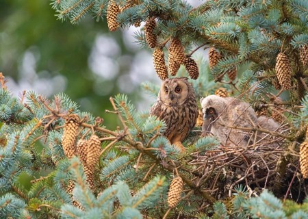 Two long-eared owls (Asio otus) sitting on a branch in a dense pine forest, on the left the adult,