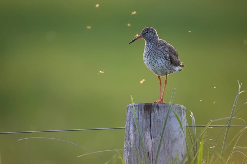 Redshank (Tringa totanus) standing on a wooden post surrounded by flying insects at dusk, Dümmer
