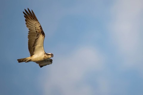 An osprey (Pandion haliaetus) flies majestically against a cloudy sky, bird of prey majestically in