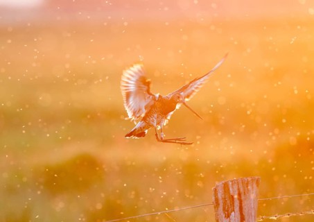 Black-tailed godwit (Limosa limosa) in flight, dramatic lighting, warm orange light, landing on a