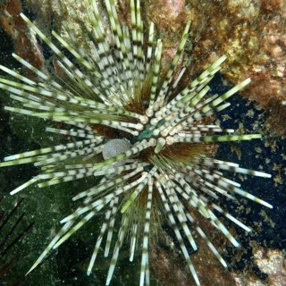 A sea urchin with striped spines, banded sea urchin (Echinothrix calamaris), on a rock in the sea.