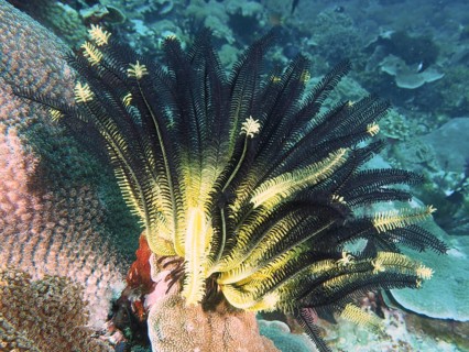 Bushy feather star, variable feather star (Comaster schlegelii) on coral, gives the picture a