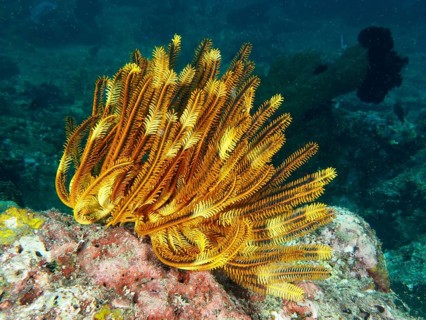 A bright yellow Bushy Feather Star, Variable Yellow Feather Star (Comaster schlegelii) on a coral