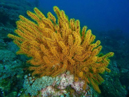 Bright yellow Bushy feather star, Variable feather star (Comaster schlegelii) in the blue water of
