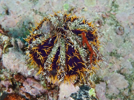 Orange-blue prickly sea urchin, peacock sea urchin (Tripneustes gratilla), on a rocky substrate in