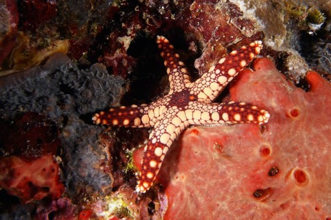 Reddish patterned starfish, pearl starfish (Fromia monilis), on a vivid red coral background. Dive