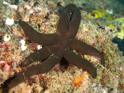 Dark brown starfish, Luzon starfish (Echinaster luzonicus), crawling over a rocky surface. Dive