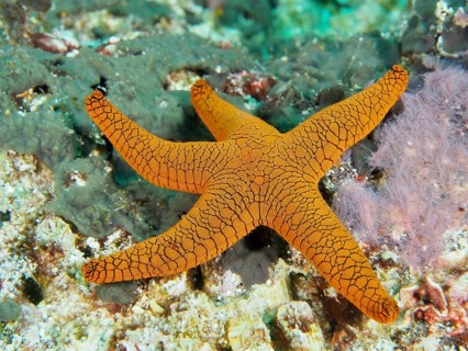 Bright orange-coloured starfish, Indian starfish (Fromia indica), stands out against the reef. Dive