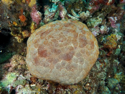 Large cushion starfish (Culcita novaeguineae) on the seabed surrounded by colourful corals. Dive