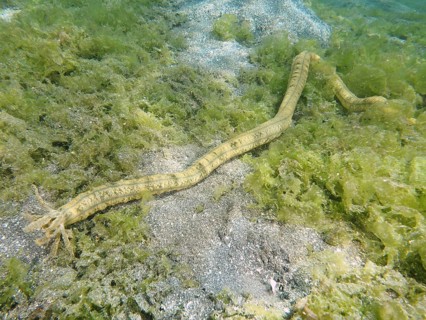 A serpentine sea creature, Feather mouth sea cucumber (Synapta maculata), crawls over algae and