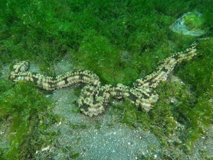 A long Feather mouth sea cucumber (Synapta maculata) meanders over seagrass in an underwater area.