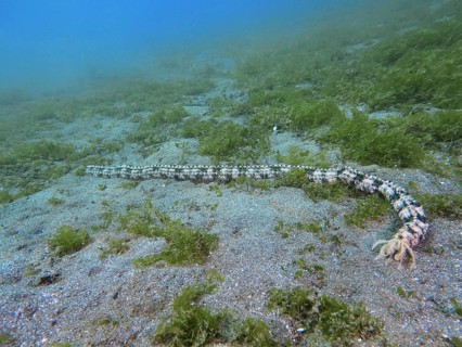 A long, snake-like Feather mouth sea cucumber (Synapta maculata) on a sandy seabed with algae. Dive