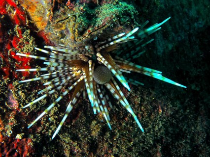A colourful sea urchin with conspicuous spines, banded sea urchin (Echinothrix calamaris), on a