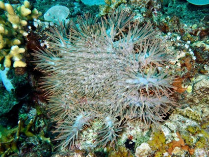 A spiny starfish, crown-of-thorns starfish (Acanthaster planci), lies on a colourful reef. Dive