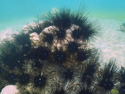 Several Arbacia lixula, Diadem sea urchins (Diadema setosum), on a sandy seabed in clear water.