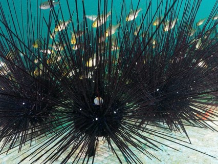 Some fish seek shelter with Arbacia lixula with long spines, Diadema setosum, in the sea. Dive site
