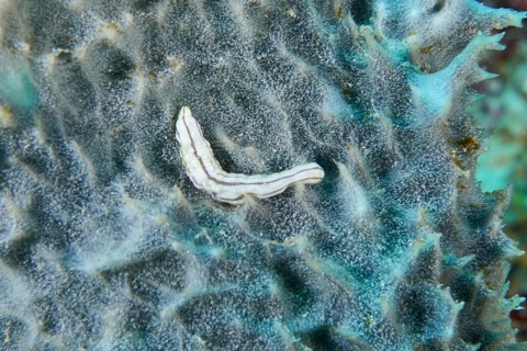 Feather mouth sea cucumber (Synapta maculata) juvenile on a black sea sponge. Dive site Coral