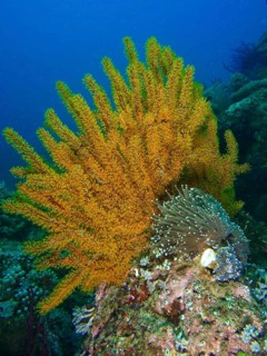 Yellow Feather Star (Comaster schlegelii) and sea anemone on a reef in the sea. Dive site Spice