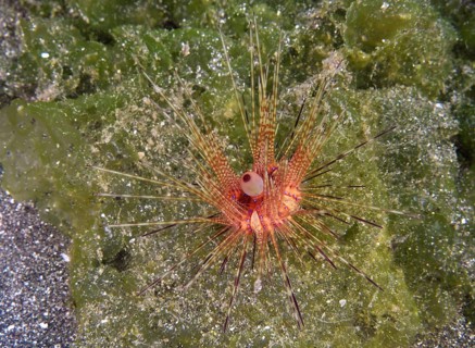 Colourful sea urchin with long spines, Variable Fire Urchin, Blue spotted sea urchin (Astropyga