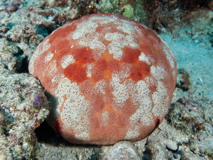 Orange and white cushion starfish (Culcita novaeguineae) with a unique pattern on the seabed. Dive