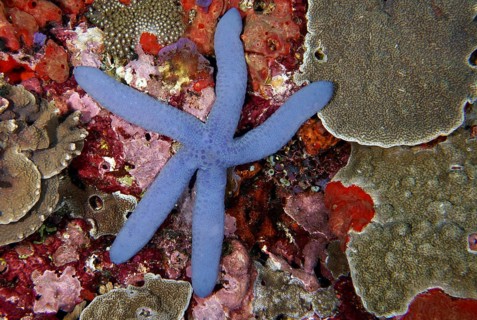 Blue starfish (blue Linckia laevigata) on a colourful coral reef bottom, diverse coral species.