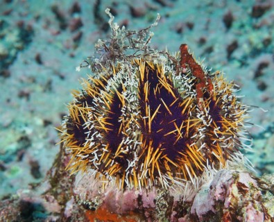 Colourful, spiny sea urchin, Tripneustes gratilla, sits on a rocky underwater bottom. Dive site