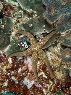 Brown starfish with dotted pattern, New Caledonia starfish, yellow net starfish (Nardoa