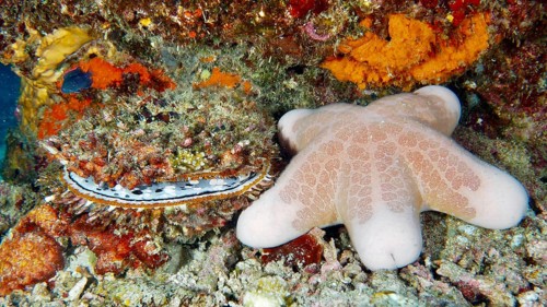 Granulated roller star (Choriaster granulatus) next to colourful corals and large variable spiny