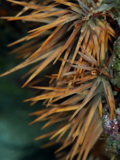 Close-up of a spiny starfish, crown-of-thorns starfish (Acanthaster planci), in a natural