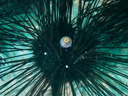 Close-up of a sea urchin with long dark spines, Diadem sea urchin (Diadema setosum), under water.