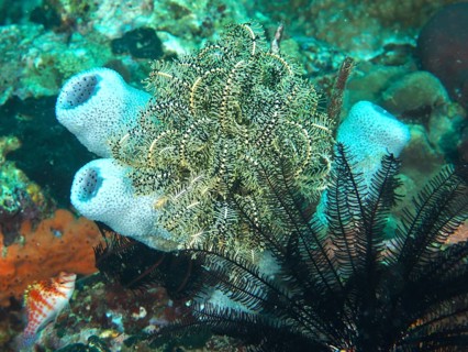 Diverse underwater scenery with Bennett's hair star (Anneissia bennetti) and sponges in vivid