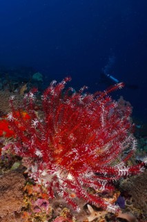 Red Bennett's hairstar (Anneissia bennetti) in a dark ocean environment with a diver in the