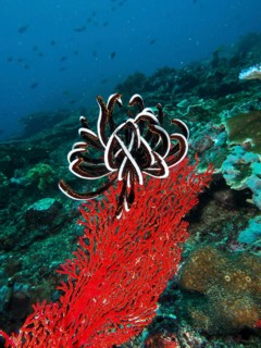 Bennett's hairstar (Anneissia bennetti) on red-coloured coral in a lively underwater environment.