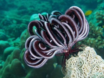 A Bennett's hairstar (Anneissia bennetti) on a coral in the depths of the sea. Dive site Prapat,