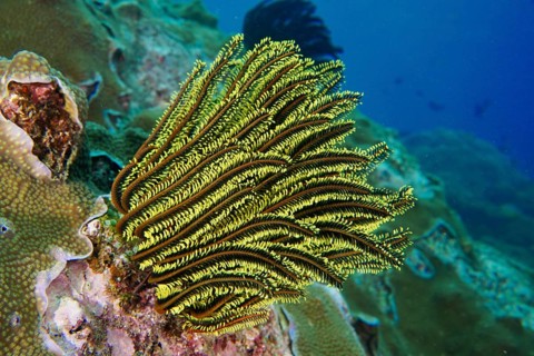 Bright yellow-green Bushy feather star, Variable Yellow Feather Star (Comaster schlegelii)