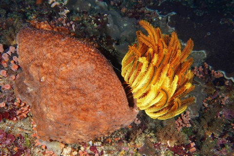 Bright orange round yellow Bushy feather star, Variable feather star (Comaster schlegelii) next to