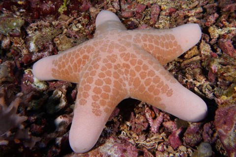 Close-up of a beige starfish with a distinctive pattern, granulated roller star (Choriaster