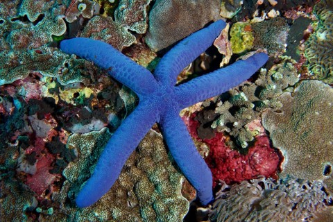 Lively blue starfish (blue Linckia laevigata) on a richly structured coral reef. Dive site