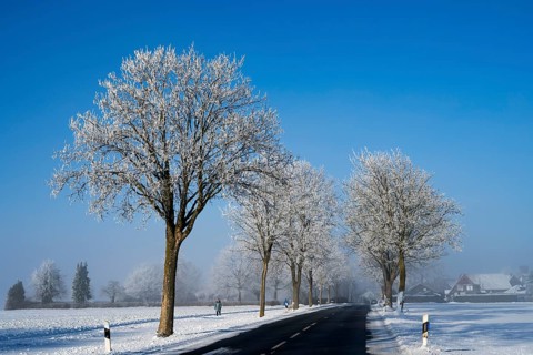 A snow-covered avenue leads to a village surrounded by frosty trees, an alley in the snow with