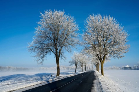 Snowy road with frost-resistant trees on a clear blue sky, alley in snow with hoarfrost, between