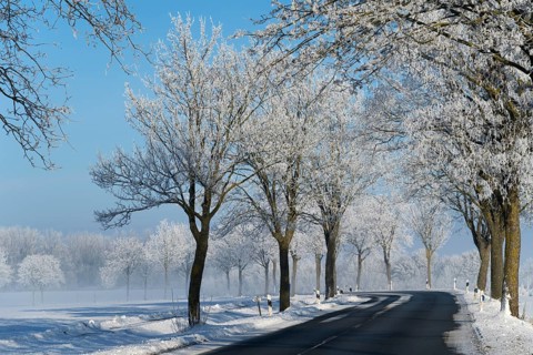 Trees covered with a layer of frost line a country road in winter, alley in snow with hoarfrost,