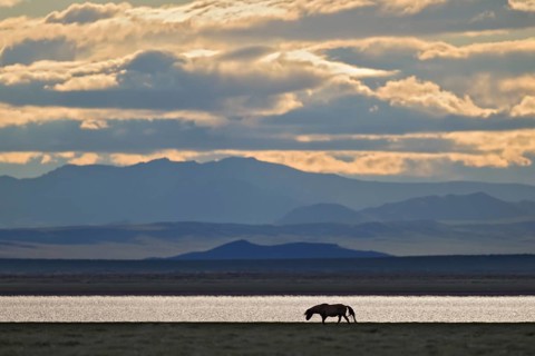 Silhouette of a horse (Equus caballus) running in the evening light in front of a large steppe lake