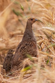 Grey partridge (Perdix perdix), close-up of a female together with young bird within a grain field,