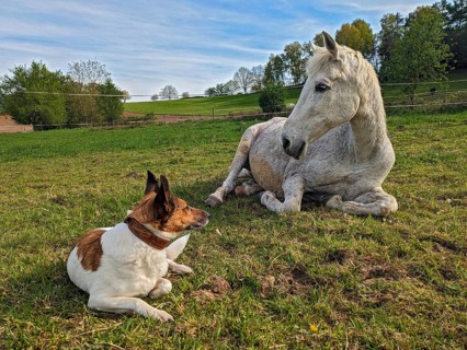 Domestic horse and dog close-up, white grey horse (Equus caballus) lying amicably close together