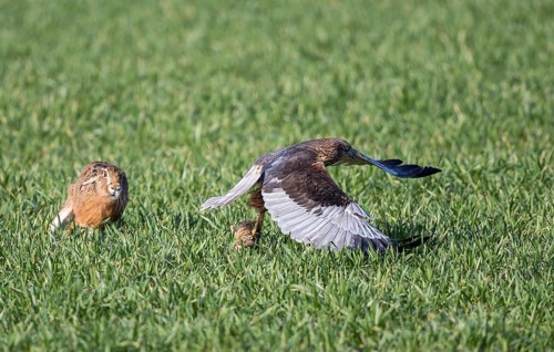 Marsh harrier (Circus aeruginosus), male flies flat over a green crop field with a young hare