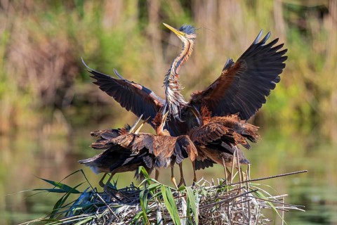 Purple heron (Ardea purpurea), adult bird in the reeds lands with outstretched wings in the nest to