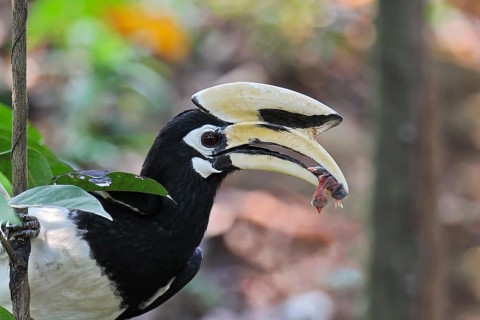 Oriental Hornbill (Anthracoceros albirostris) holding the dead nestling of a Striped-throated