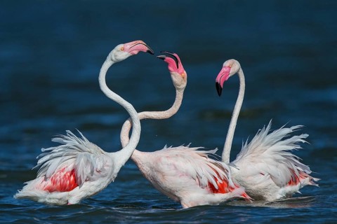 Pink flamingo (Phoenicopterus roseus), group of three birds fighting with their beaks and necks